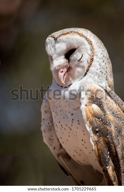 Barn Owl Eating Rat Stock Photo 1705229665 Shutterstock
