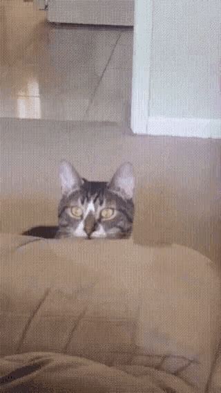 Cat Stare GIF - Cat Stare - Discover & Share GIFs