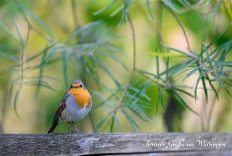 Postkarte Rotkehlchen Tierische Gr E Aus Waiblingen See The