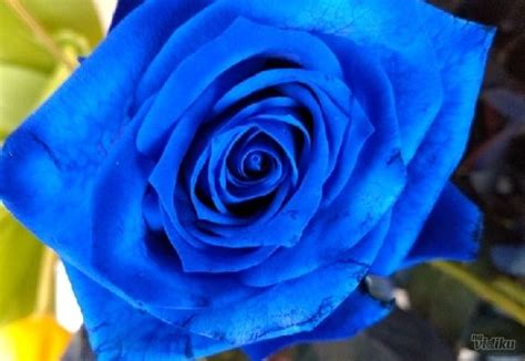 plave ruze cena prodaja cvetni atelje cvece srece rakovica beograd