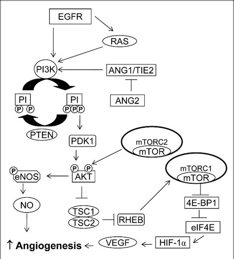 Pi3kaktmtor Pathway In Angiogenesis Semantic Scholar