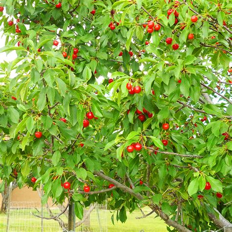 Montmorency Cherry Tree For Sale Online The Tree Center