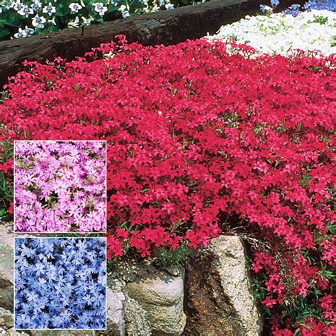 Pink Emerald Creeping Phlox: Ground Covers from Gurney's