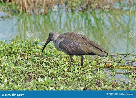 Hadida Ibis bird in Africa stock photo. Image of animal - 20279222