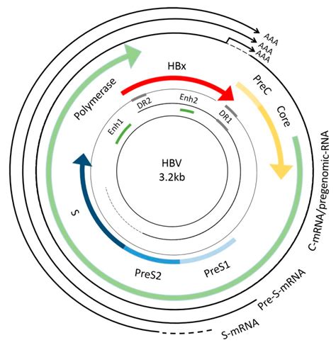 Hepatitis B Virus X Protein And Hepatocarcinogenesis