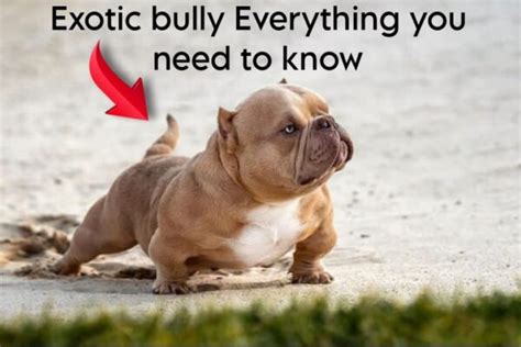 Exotic bully : Everything you need to know about this breed