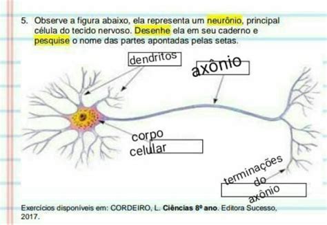 Obseve A Figura Abaixo Ela Representa Um Neur Nio Principal C Lula Do