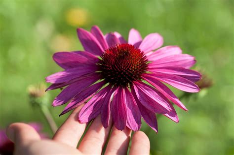 When To Sow Echinacea Seeds Storables