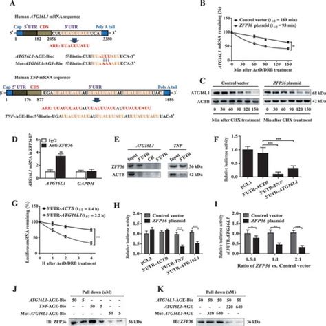 Full Article Rna Binding Protein Zfp36ttp Protects Against