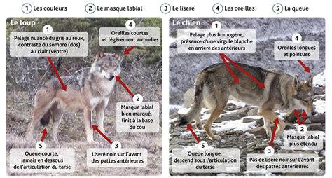 Shéma De Différenciation Entre Le Loup Et Le Chien Le Loup En France