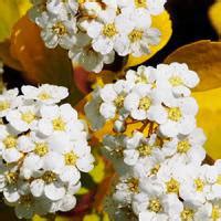 Spiraea Vanhouttei Gold Fountain. White Flowering Spiraea