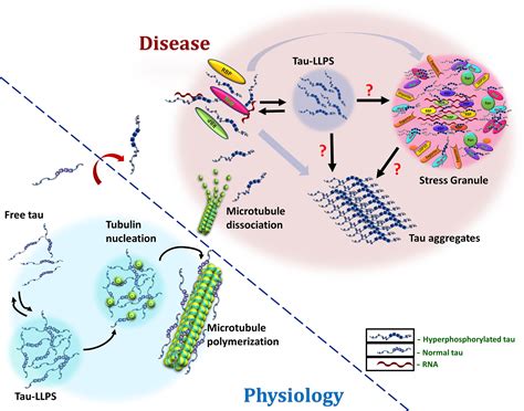 Liquidliquid Phase Separation Of Tau From Molecular Biophysics To