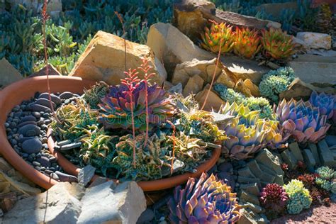 Desert Garden with Succulents Stock Image - Image of azure, close: 58992969