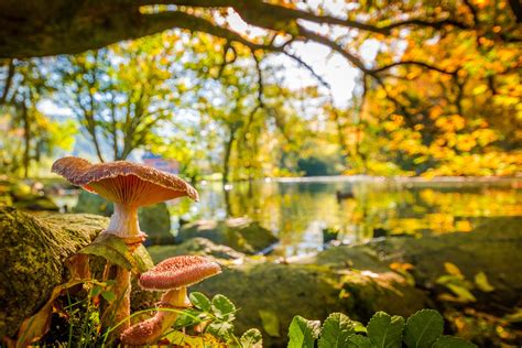 Autumn Mushroom Wallpapers Wallpaper Cave