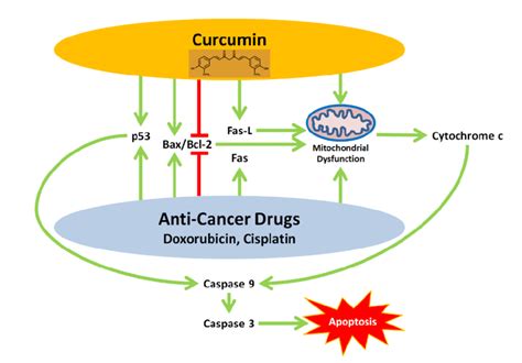 Oncologic Signaling Pathways Are Shared By Curcumin And The Anti NB