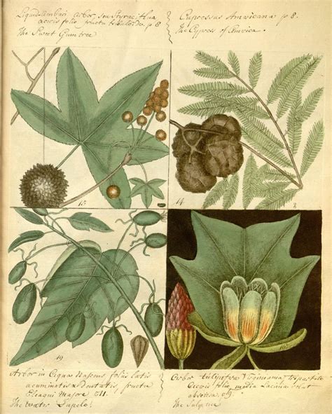 Hortus Europae americanus, or, A collection of 85 curious trees and ...