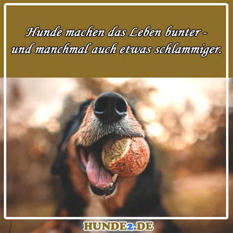 Lustige Witzige Hundespr Che Bilder Hunde De