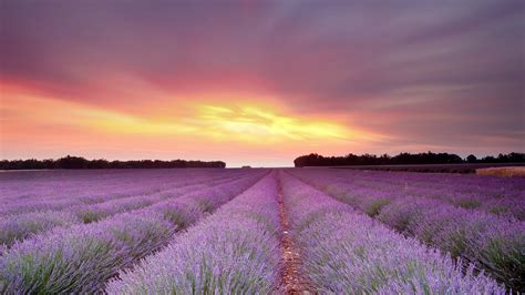 Lavanda 4k Ultra Fondo De Pantalla HD Fondo De Escritorio 3840x2160