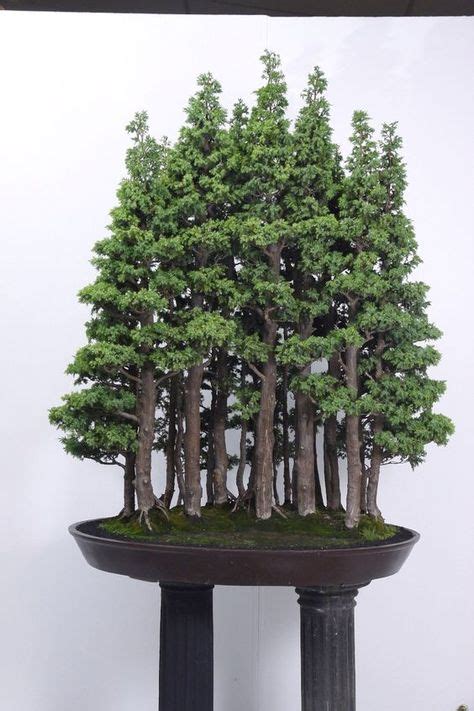 150 Bonsai Forest Ideas Bonsai Forest Bonsai Bonsai Tree