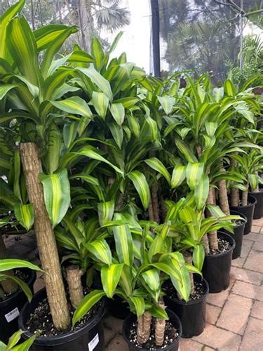 Dracaena Fragans Massangeana Canes Cobble Patch Loganlea