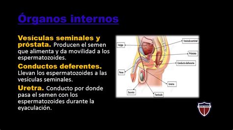 Ciencia Y Tecnología El Sistema Reproductor Masculino 5° Primaria