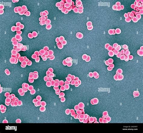 Mrsa Bacteria Coloured Scanning Electron Micrograph Sem Of