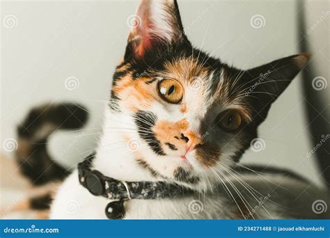 Close Up View Of A Cute Calico Cat Face Domestic Cat Stock Photo