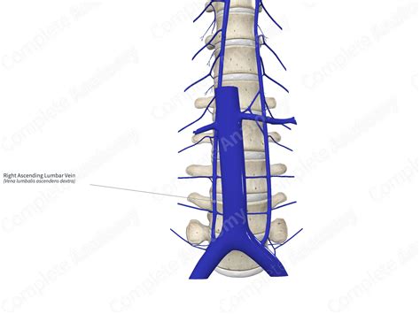 Right Ascending Lumbar Vein Complete Anatomy