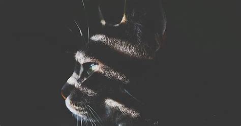 I Feel Imgur Hasnt Had Enough Cats Lately So Here Are Some Cat Wallpapers To Make Your Desktop