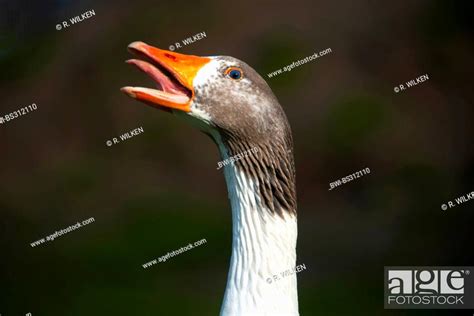 Pomeranian Goose Ruegener Goose Anser Anser F Domestica