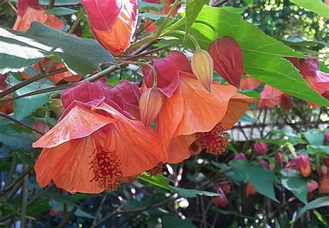 Plantfiles Pictures Abutilon Flowering Maple Apricot Abutilon By Kell