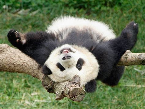 Wallpapers Funny Panda Wallpapers