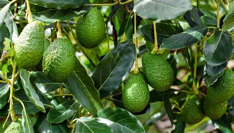 Aguacate Oro Verde En Auge Horticultura