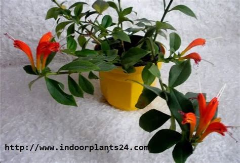 Aeschynanthus lobbianus Gesneriaceae Plants Care Propagation 2016 ...