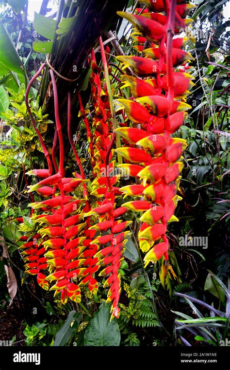 Close Up Of Heliconia Rostrata Lobster Claw Heliconia Flowers In