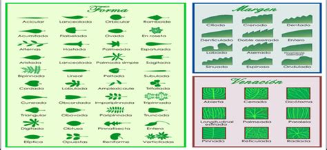 Ciencias Naturales Partes De La Planta Y Clasificai N De Las Plantas