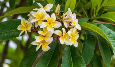 Frangipani Facts Benefits Grow And Care Tips In 2023