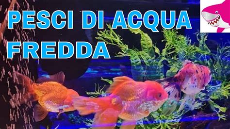 Pesci Di Acqua Fredda By Tropicalmania Youtube