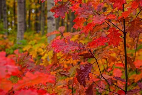 Bright Fall Foliage Stock Image Image Of Nature Brown 54184807