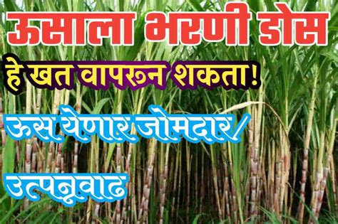 ऊसाला भरनी डोस मध्ये हे खत द्या ऊसाची वाढ होईल जबरदस्त Sugarcane Fertilizer Dose In