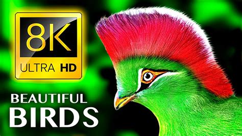 Stunning Collection of Beautiful Birds Images in Full 4K - Over 999 ...