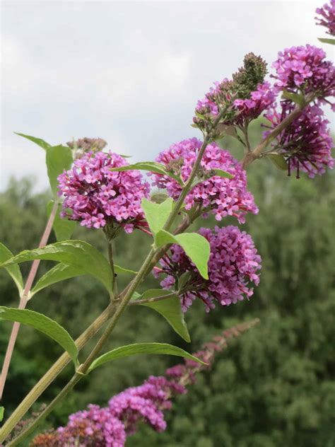 8 Plants That Look Like Hydrangea - ProGardenTips