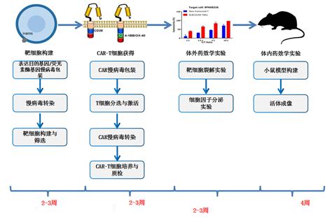 Car T细胞药效学评价服务 爱康得生物科技（苏州）有限公司