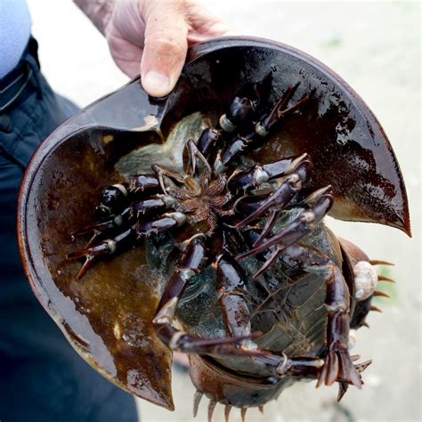 Horseshoe Crab Hajaraivaan