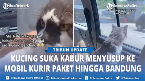 Video Viral Kucing Terbawa Mobil Kurir Paket Hingga Dijemput Di Tol