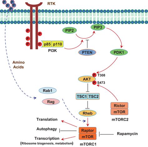 PI3K AKT MTOR Signaling Pathway MTOR Pathway Integrates Signals From