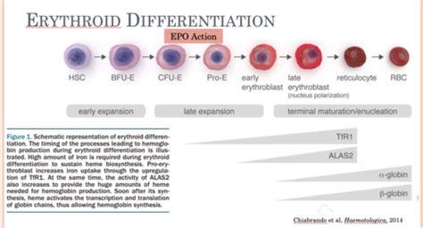 The Red Blood Cell Flashcards | Quizlet