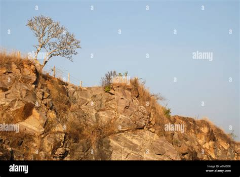 Leafless Tree Kerala High Resolution Stock Photography And Images Alamy