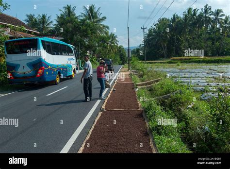 Tourists Taking Photos Of Cloves Drying Along A Road In The Countryside
