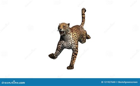 Jumping Cheetah Cartoon Vector | CartoonDealer.com #53147339